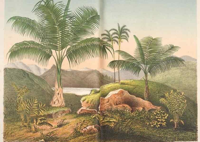 Reproducción/Reproduction 49689619788: L'Illustration horticole :. Gand, Belgium :Imprimerie et lithographie de F. et E. Gyselnyck,1854-1896.. 