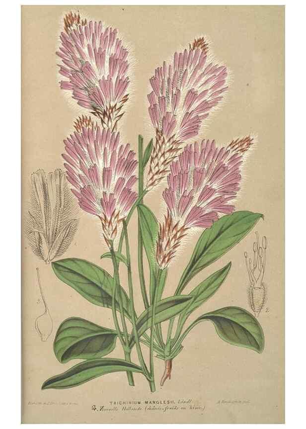 Reproducción/Reproduction 49690463082: L'Illustration horticole :. Gand, Belgium :Imprimerie et lithographie de F. et E. Gyselnyck,1854-1896.. 
