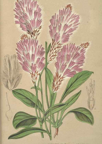 Reproducción/Reproduction 49690463082: L'Illustration horticole :. Gand, Belgium :Imprimerie et lithographie de F. et E. Gyselnyck,1854-1896.. 