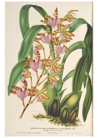 Reproducción/Reproduction 49690432562: L'Illustration horticole :. Gand, Belgium :Imprimerie et lithographie de F. et E. Gyselnyck,1854-1896.. 