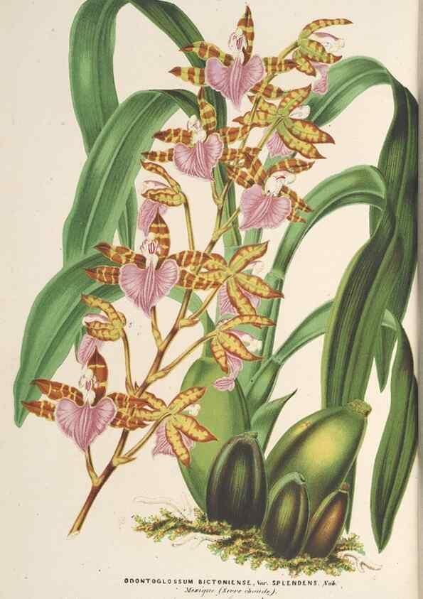 Reproducción/Reproduction 49690432562: L'Illustration horticole :. Gand, Belgium :Imprimerie et lithographie de F. et E. Gyselnyck,1854-1896.. 