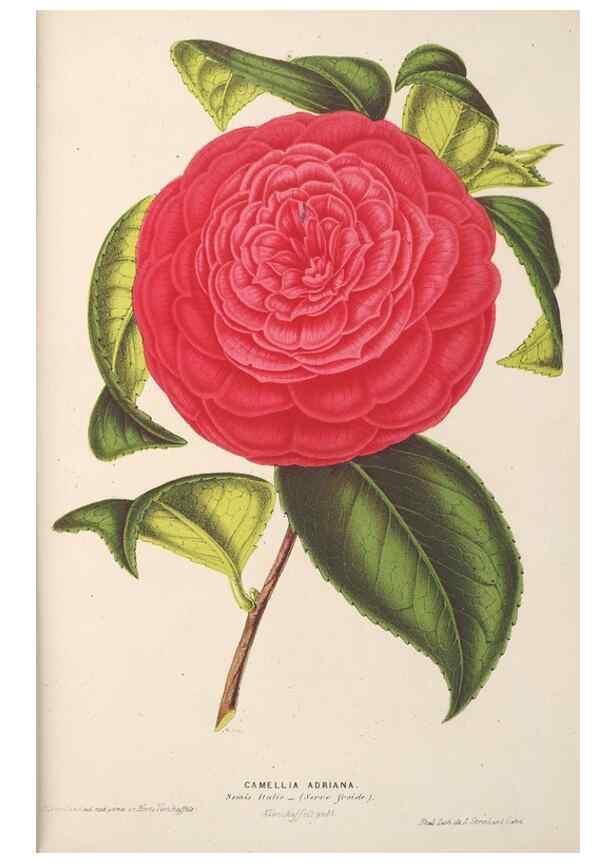 Reproducción/Reproduction 49690432252: L'Illustration horticole :. Gand, Belgium :Imprimerie et lithographie de F. et E. Gyselnyck,1854-1896.. 