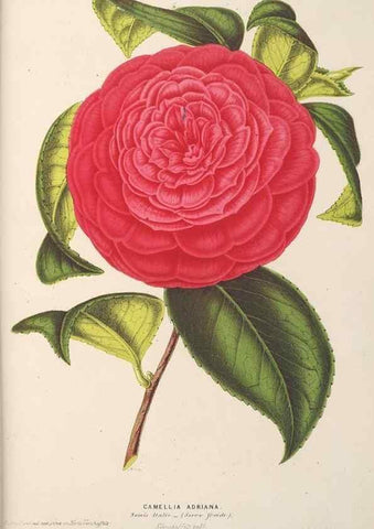 Reproducción/Reproduction 49690432252: L'Illustration horticole :. Gand, Belgium :Imprimerie et lithographie de F. et E. Gyselnyck,1854-1896.. 