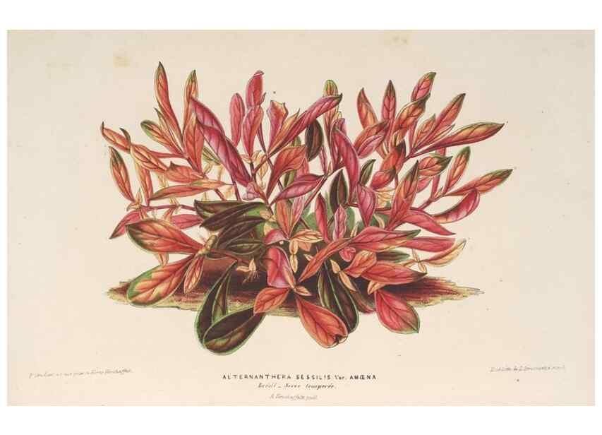Reproducción/Reproduction 49690431917: L'Illustration horticole :. Gand, Belgium :Imprimerie et lithographie de F. et E. Gyselnyck,1854-1896.. 