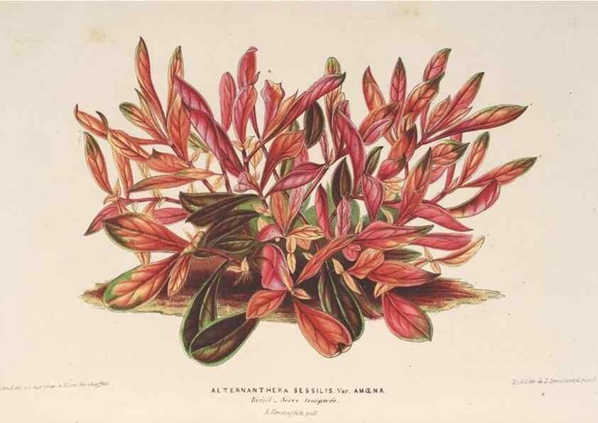 Reproducción/Reproduction 49690431917: L'Illustration horticole :. Gand, Belgium :Imprimerie et lithographie de F. et E. Gyselnyck,1854-1896.. 