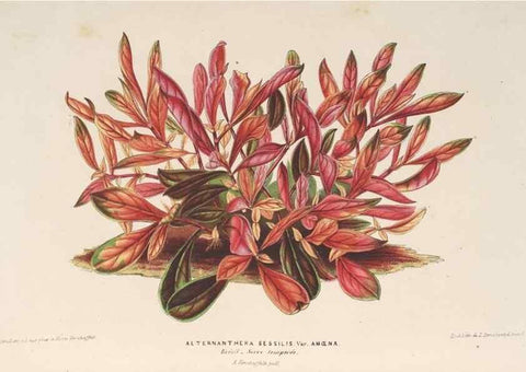 Reproducción/Reproduction 49690431917: L'Illustration horticole :. Gand, Belgium :Imprimerie et lithographie de F. et E. Gyselnyck,1854-1896.. 