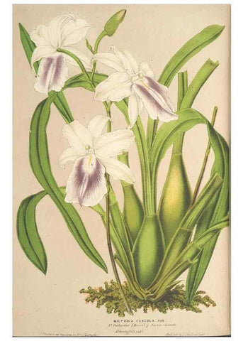 Reproducción/Reproduction 49690431767: L'Illustration horticole :. Gand, Belgium :Imprimerie et lithographie de F. et E. Gyselnyck,1854-1896.. 