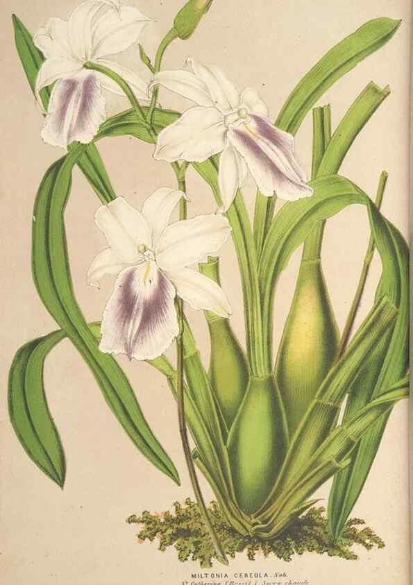 Reproducción/Reproduction 49690431767: L'Illustration horticole :. Gand, Belgium :Imprimerie et lithographie de F. et E. Gyselnyck,1854-1896.. 
