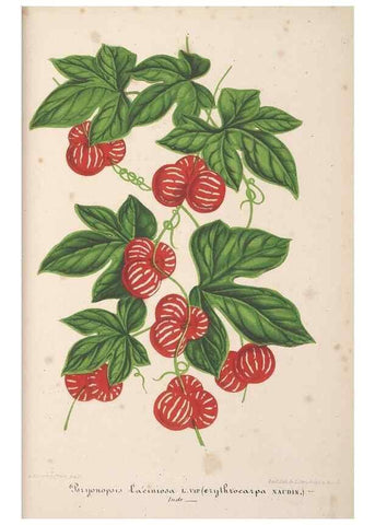 Reproducción/Reproduction 49690428032: L'Illustration horticole :. Gand, Belgium :Imprimerie et lithographie de F. et E. Gyselnyck,1854-1896.. 