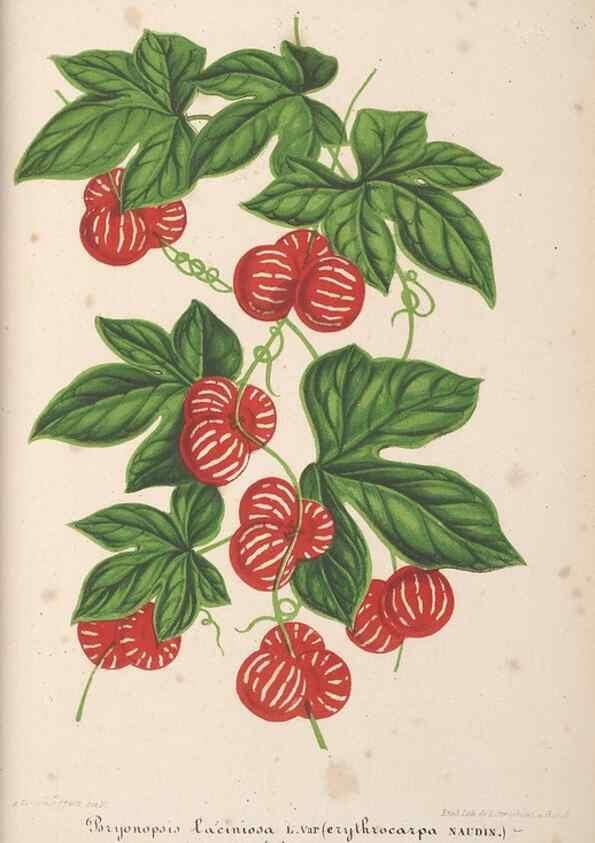 Reproducción/Reproduction 49690428032: L'Illustration horticole :. Gand, Belgium :Imprimerie et lithographie de F. et E. Gyselnyck,1854-1896.. 