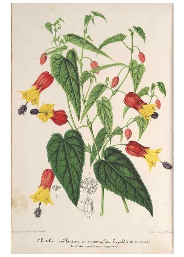 Reproducción/Reproduction 49690119501: L'Illustration horticole :. Gand, Belgium :Imprimerie et lithographie de F. et E. Gyselnyck,1854-1896.. 