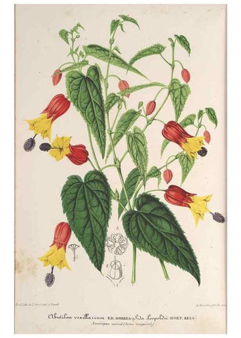 Reproducción/Reproduction 49690119501: L'Illustration horticole :. Gand, Belgium :Imprimerie et lithographie de F. et E. Gyselnyck,1854-1896.. 