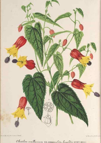 Reproducción/Reproduction 49690119501: L'Illustration horticole :. Gand, Belgium :Imprimerie et lithographie de F. et E. Gyselnyck,1854-1896.. 