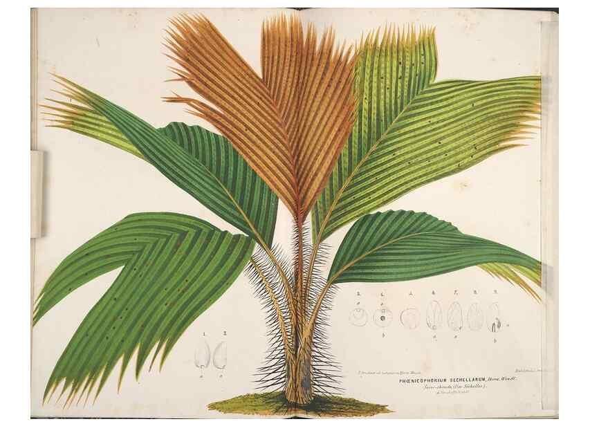Reproducción/Reproduction 49690428412: L'Illustration horticole :. Gand, Belgium :Imprimerie et lithographie de F. et E. Gyselnyck,1854-1896.. 