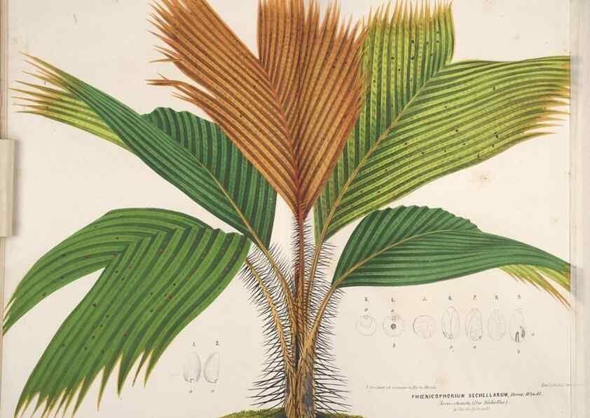 Reproducción/Reproduction 49690428412: L'Illustration horticole :. Gand, Belgium :Imprimerie et lithographie de F. et E. Gyselnyck,1854-1896.. 