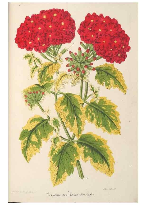 Reproducción/Reproduction 49690428687: L'Illustration horticole :. Gand, Belgium :Imprimerie et lithographie de F. et E. Gyselnyck,1854-1896.. 