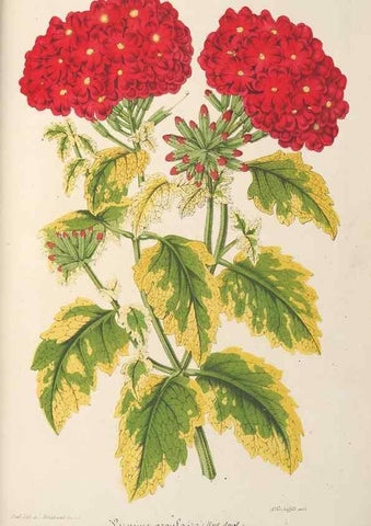Reproducción/Reproduction 49690428687: L'Illustration horticole :. Gand, Belgium :Imprimerie et lithographie de F. et E. Gyselnyck,1854-1896.. 
