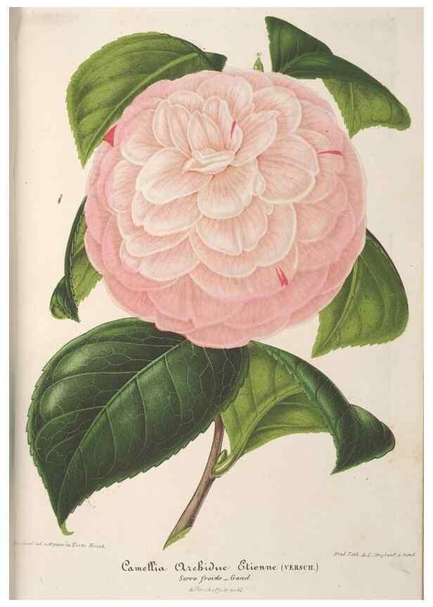 Reproducción/Reproduction 49689587178: L'Illustration horticole :. Gand, Belgium :Imprimerie et lithographie de F. et E. Gyselnyck,1854-1896.. 
