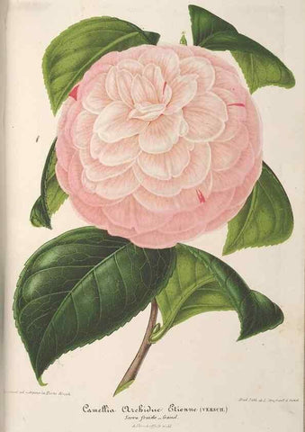 Reproducción/Reproduction 49689587178: L'Illustration horticole :. Gand, Belgium :Imprimerie et lithographie de F. et E. Gyselnyck,1854-1896.. 