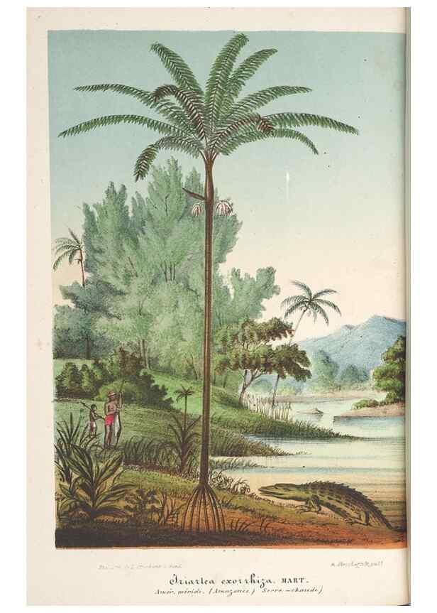 Reproducción/Reproduction 49690429187: L'Illustration horticole :. Gand, Belgium :Imprimerie et lithographie de F. et E. Gyselnyck,1854-1896.. 