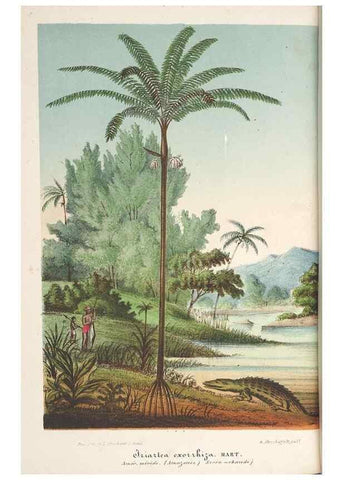 Reproducción/Reproduction 49690429187: L'Illustration horticole :. Gand, Belgium :Imprimerie et lithographie de F. et E. Gyselnyck,1854-1896.. 
