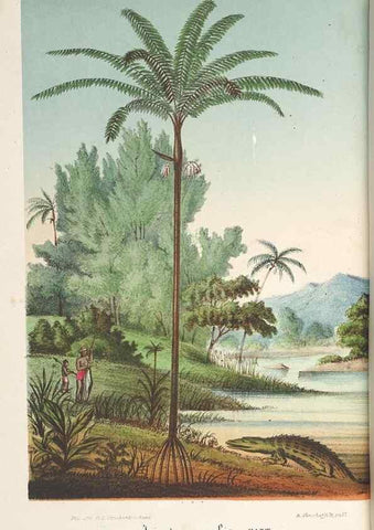 Reproducción/Reproduction 49690429187: L'Illustration horticole :. Gand, Belgium :Imprimerie et lithographie de F. et E. Gyselnyck,1854-1896.. 