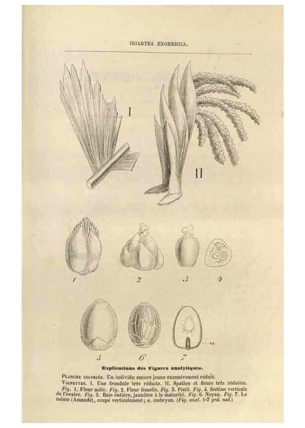 Reproducción/Reproduction 49689587753: L'Illustration horticole :. Gand, Belgium :Imprimerie et lithographie de F. et E. Gyselnyck,1854-1896.. 