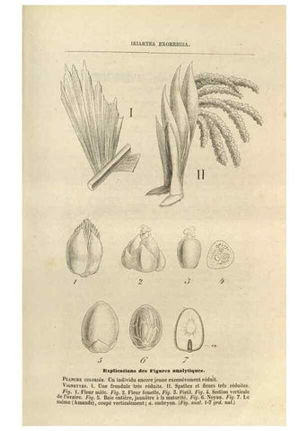 Reproducción/Reproduction 49689587753: L'Illustration horticole :. Gand, Belgium :Imprimerie et lithographie de F. et E. Gyselnyck,1854-1896.. 