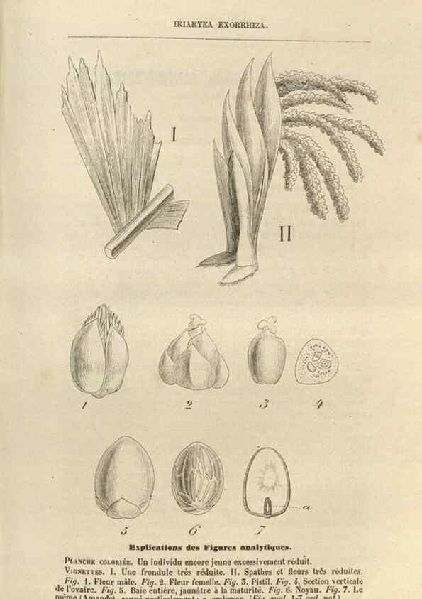 Reproducción/Reproduction 49689587753: L'Illustration horticole :. Gand, Belgium :Imprimerie et lithographie de F. et E. Gyselnyck,1854-1896.. 