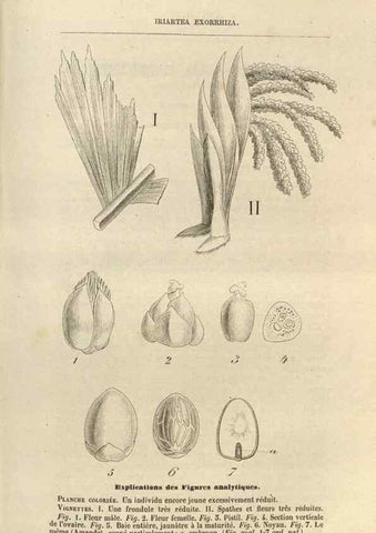 Reproducción/Reproduction 49689587753: L'Illustration horticole :. Gand, Belgium :Imprimerie et lithographie de F. et E. Gyselnyck,1854-1896.. 