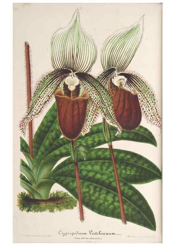 Reproducción/Reproduction 49690118626: L'Illustration horticole :. Gand, Belgium :Imprimerie et lithographie de F. et E. Gyselnyck,1854-1896.. 
