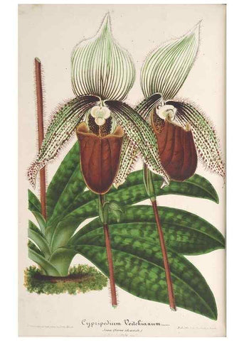Reproducción/Reproduction 49690118626: L'Illustration horticole :. Gand, Belgium :Imprimerie et lithographie de F. et E. Gyselnyck,1854-1896.. 
