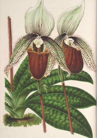 Reproducción/Reproduction 49690118626: L'Illustration horticole :. Gand, Belgium :Imprimerie et lithographie de F. et E. Gyselnyck,1854-1896.. 