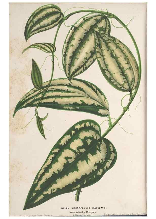 Reproducción/Reproduction 49690429662: L'Illustration horticole :. Gand, Belgium :Imprimerie et lithographie de F. et E. Gyselnyck,1854-1896.. 