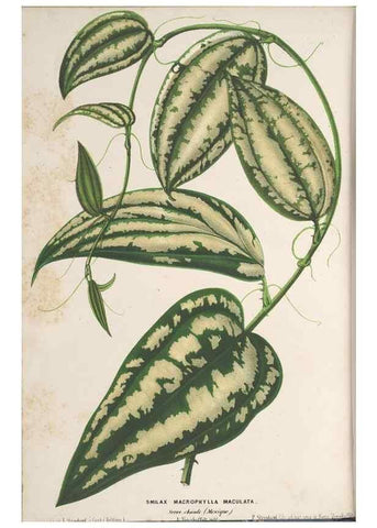 Reproducción/Reproduction 49690429662: L'Illustration horticole :. Gand, Belgium :Imprimerie et lithographie de F. et E. Gyselnyck,1854-1896.. 