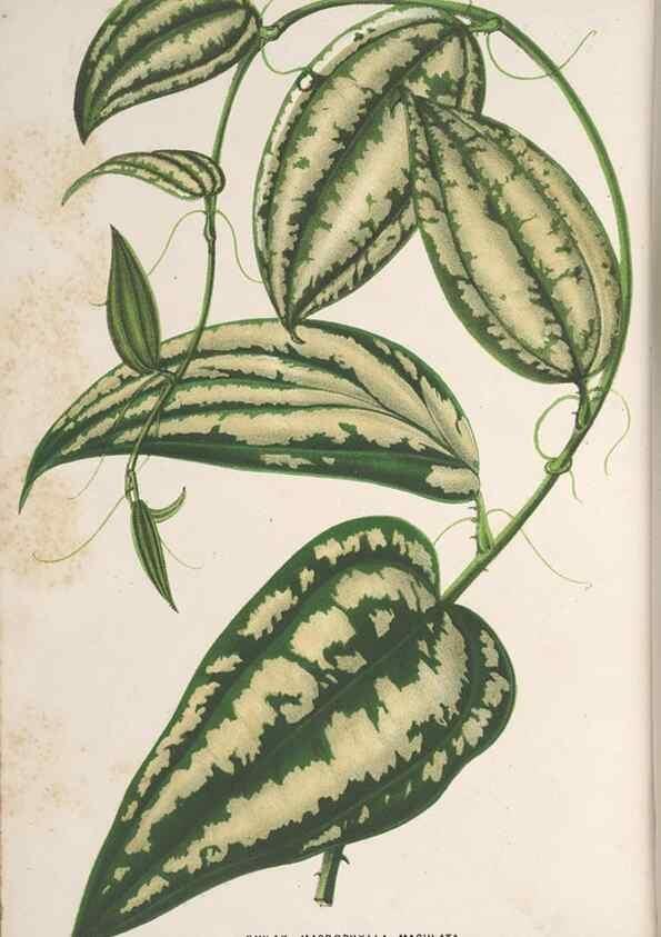 Reproducción/Reproduction 49690429662: L'Illustration horticole :. Gand, Belgium :Imprimerie et lithographie de F. et E. Gyselnyck,1854-1896.. 