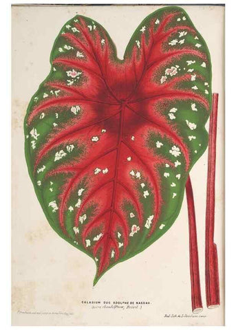 Reproducción/Reproduction 49690430157: L'Illustration horticole :. Gand, Belgium :Imprimerie et lithographie de F. et E. Gyselnyck,1854-1896.. 