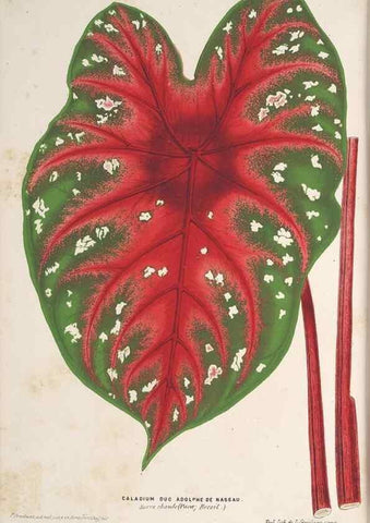 Reproducción/Reproduction 49690430157: L'Illustration horticole :. Gand, Belgium :Imprimerie et lithographie de F. et E. Gyselnyck,1854-1896.. 
