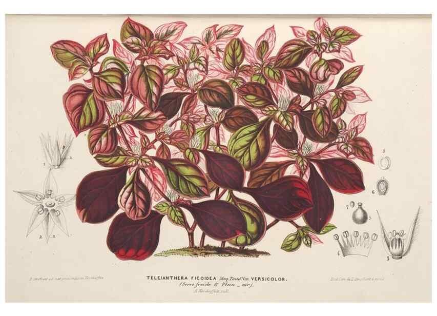 Reproducción/Reproduction 49690121711: L'Illustration horticole :. Gand, Belgium :Imprimerie et lithographie de F. et E. Gyselnyck,1854-1896.. 