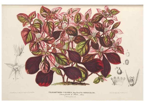 Reproducción/Reproduction 49690121711: L'Illustration horticole :. Gand, Belgium :Imprimerie et lithographie de F. et E. Gyselnyck,1854-1896.. 