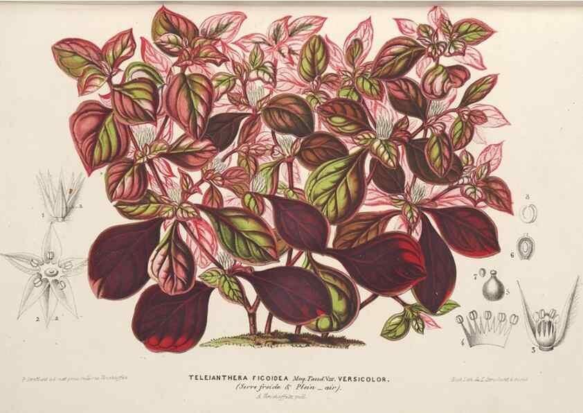 Reproducción/Reproduction 49690121711: L'Illustration horticole :. Gand, Belgium :Imprimerie et lithographie de F. et E. Gyselnyck,1854-1896.. 