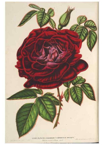 Reproducción/Reproduction 49690430602: L'Illustration horticole :. Gand, Belgium :Imprimerie et lithographie de F. et E. Gyselnyck,1854-1896.. 