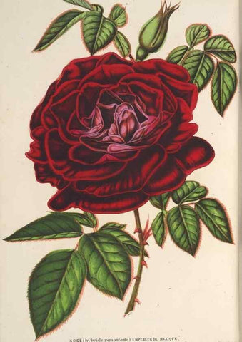 Reproducción/Reproduction 49690430602: L'Illustration horticole :. Gand, Belgium :Imprimerie et lithographie de F. et E. Gyselnyck,1854-1896.. 