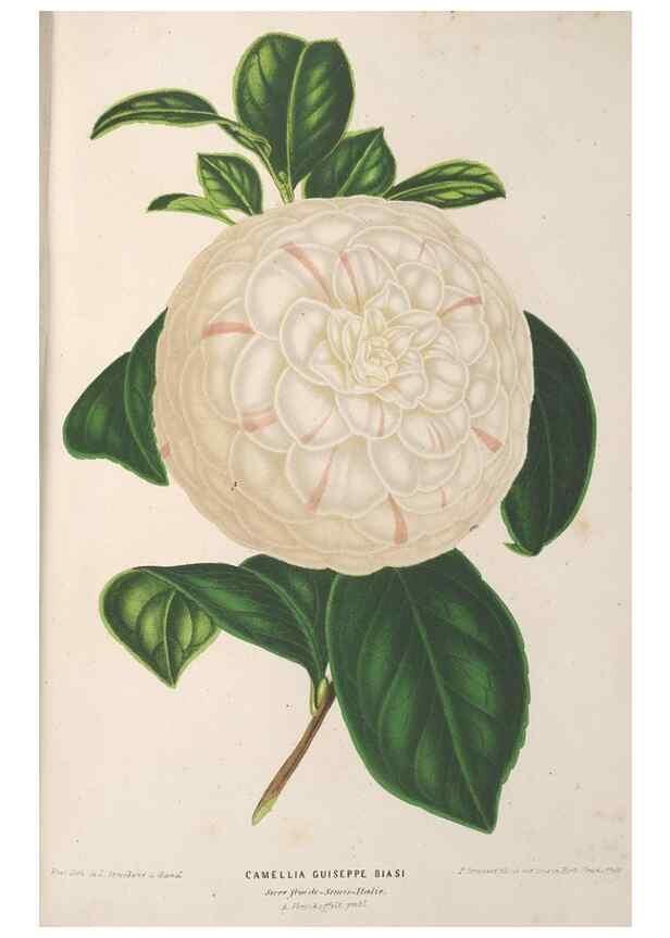 Reproducción/Reproduction 49690430827: L'Illustration horticole :. Gand, Belgium :Imprimerie et lithographie de F. et E. Gyselnyck,1854-1896.. 