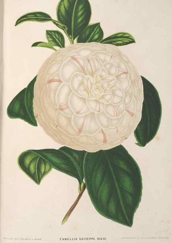 Reproducción/Reproduction 49690430827: L'Illustration horticole :. Gand, Belgium :Imprimerie et lithographie de F. et E. Gyselnyck,1854-1896.. 