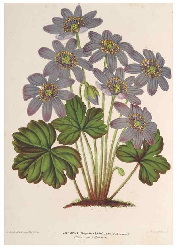 Reproducción/Reproduction 49690122426: L'Illustration horticole :. Gand, Belgium :Imprimerie et lithographie de F. et E. Gyselnyck,1854-1896.. 