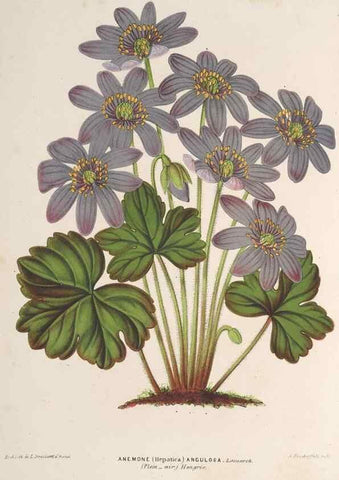 Reproducción/Reproduction 49690122426: L'Illustration horticole :. Gand, Belgium :Imprimerie et lithographie de F. et E. Gyselnyck,1854-1896.. 
