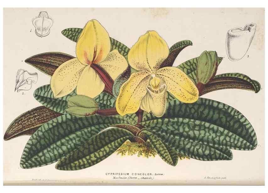 Reproducción/Reproduction 49690122616: L'Illustration horticole :. Gand, Belgium :Imprimerie et lithographie de F. et E. Gyselnyck,1854-1896.. 