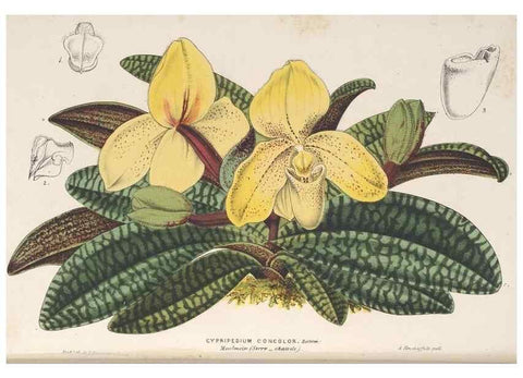 Reproducción/Reproduction 49690122616: L'Illustration horticole :. Gand, Belgium :Imprimerie et lithographie de F. et E. Gyselnyck,1854-1896.. 