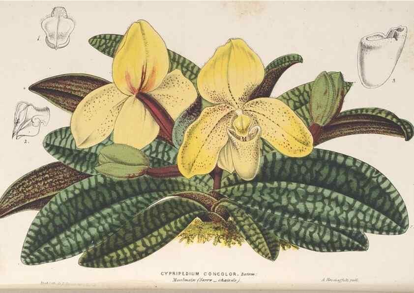 Reproducción/Reproduction 49690122616: L'Illustration horticole :. Gand, Belgium :Imprimerie et lithographie de F. et E. Gyselnyck,1854-1896.. 